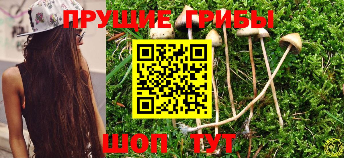 Псилоцибиновые грибы Psilocybe Кемерово